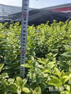 高度40厘米金叶女贞