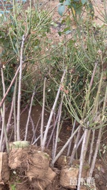 高度80厘米棒棒糖月季