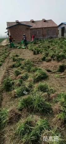 高度25厘米紫花玉簪