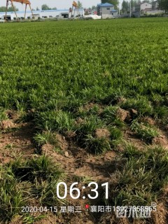 高度15厘米麦冬