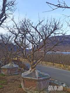 20公分造型石榴树