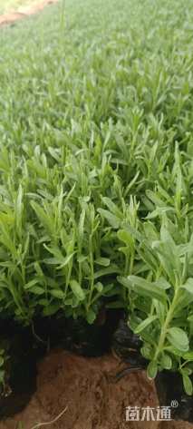 高度30厘米醉鱼草