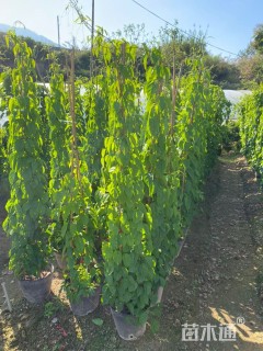 150厘米炮仗花