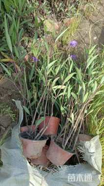 高度40厘米翠芦莉