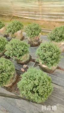 高度20厘米薰衣草