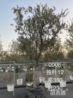 12公分油橄榄