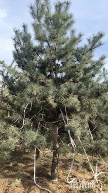 高度300厘米油松