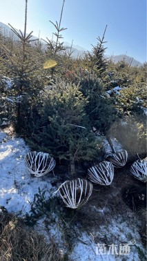 高度150厘米云杉