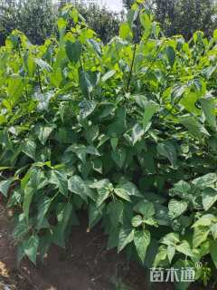 0.8公分海州常山