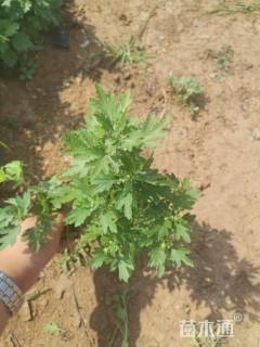 高度20厘米地被菊