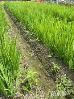 高度40厘米黄菖蒲