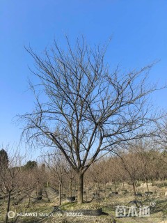 25公分日本晚樱