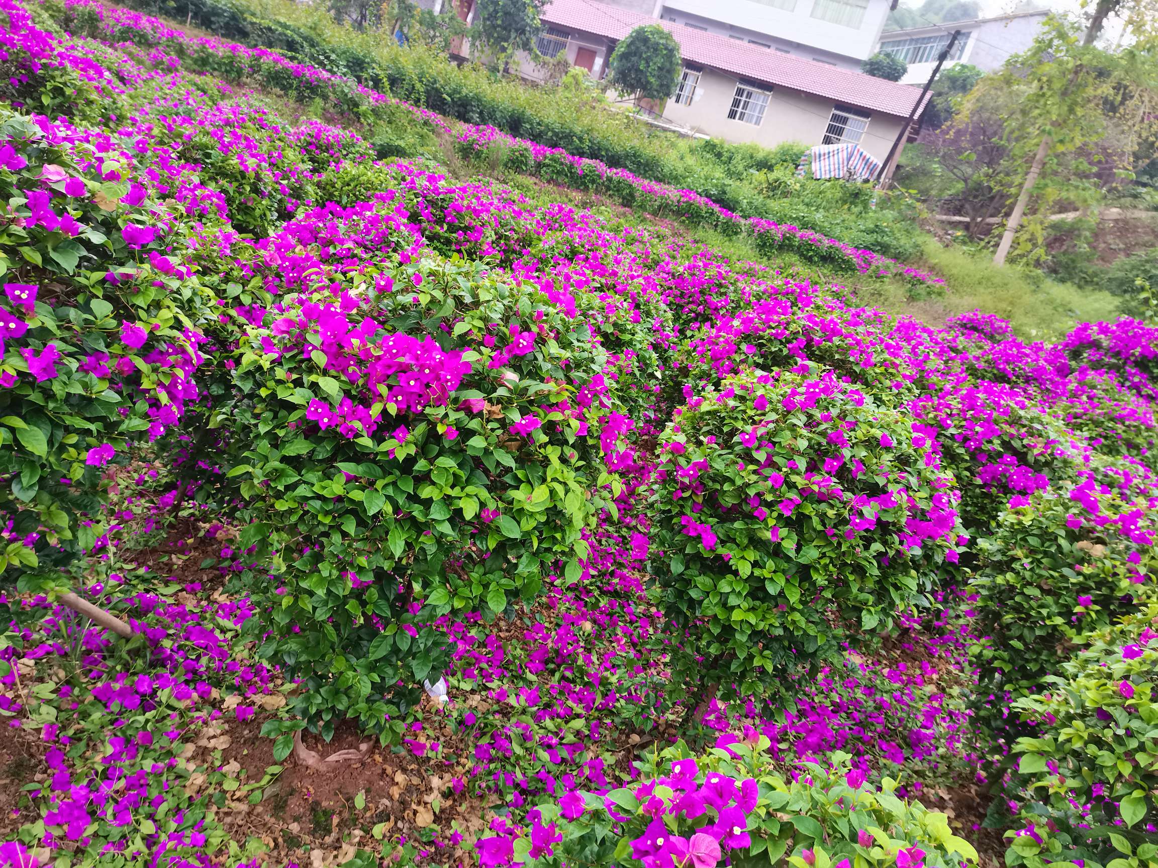 高度120厘米紫花三角梅