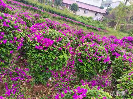 高度120厘米紫花三角梅