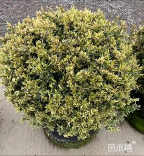 高度120厘米小丑火棘球