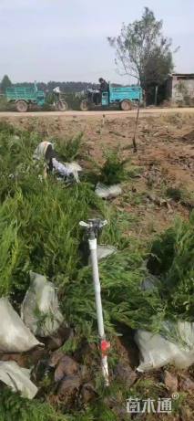 高度60厘米小龙柏