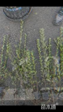 高度10厘米夏鹃小苗