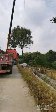 8公分高杆红叶石楠