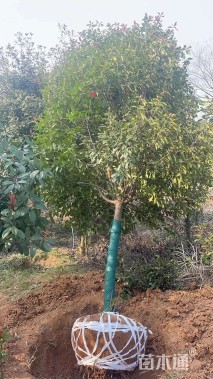 12公分高杆石楠