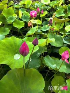 高度30厘米荷花