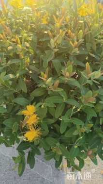 高度40厘米金丝桃球