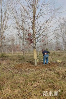 18公分美国红枫-秋火焰