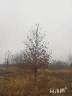 14公分北美枫香