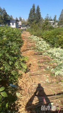 高度100厘米鸡脚连