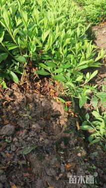 高度30厘米毛鹃