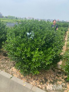 冠幅180厘米大叶黄杨球