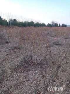 高度120厘米连翘