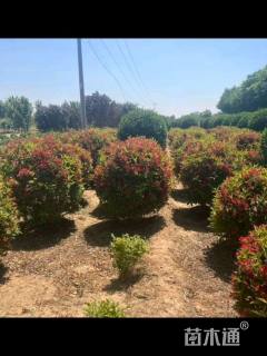 高度150厘米红王子锦带球