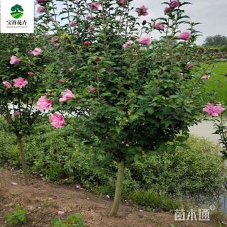 高度300厘米木槿