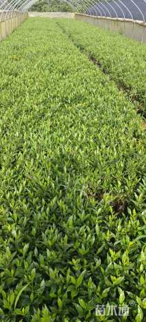 高度20厘米小叶栀子小苗