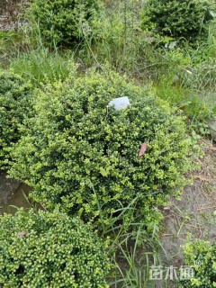 冠幅80厘米龟甲冬青球