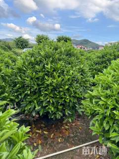 高度120厘米非洲茉莉球