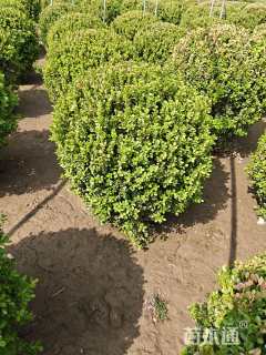 冠幅80厘米小叶黄杨球