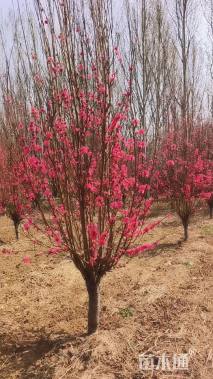 15公分龙柱碧桃