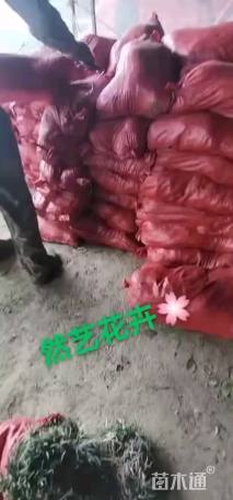 高度10厘米麦冬