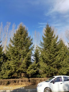 高度1300厘米云杉