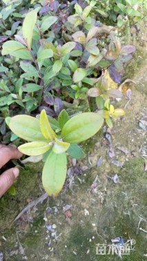 高度30厘米桃金娘