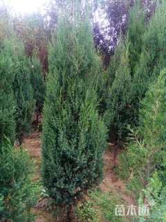 高度150厘米北京桧