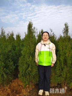 高度200厘米侧柏