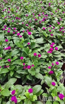 高度35厘米千日红