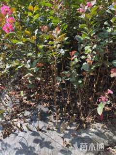 高度30厘米天鹅绒紫薇