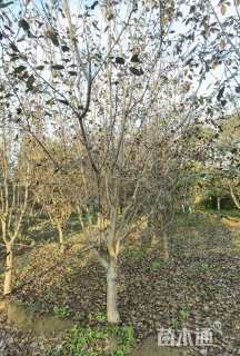 7公分红宝石海棠