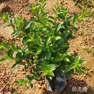 高度15厘米满天星