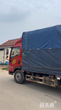 高度55厘米小兔子狼尾草