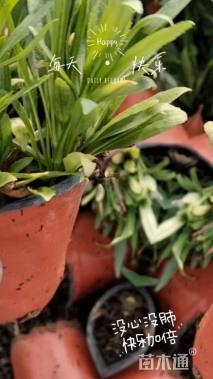 高度10厘米假龙头