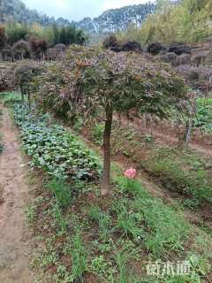 高度120厘米羽毛枫